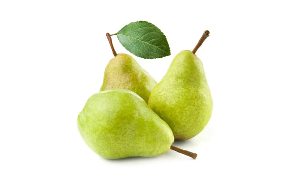 Pear (Margaret),Erdönmez Soğuk hava tesisleri, Bursa Soğuk hava tesisleri, Bursa Elma, Bursa Armut, Bursa deveci armutu, Erdönmez Gıda, Bursa Erdönmez Gıda Soğuk Hava Tesisleri, Erdönmez Soğuk Hava Deposu, erdonmezgida.com